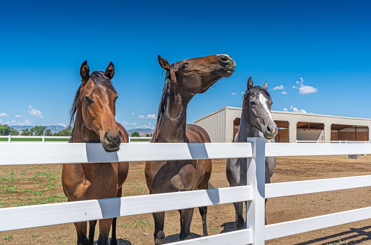 Horses staring over a white vinyl fence